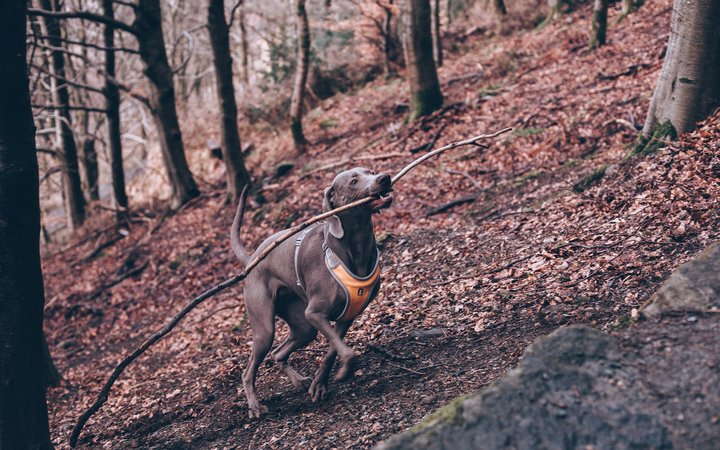 Unsplash - Florencia Viadana - dog running in forest with stick