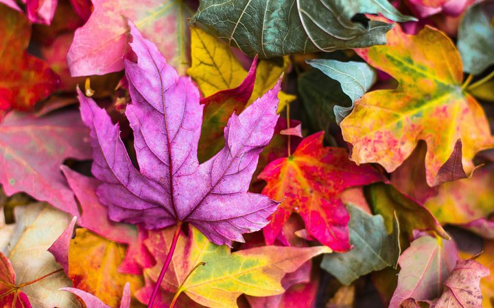 Spectacular autumn colours in Scotland